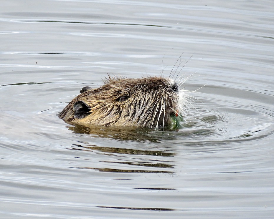 coypu